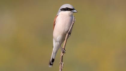 Kızılsırtlı örümcekkuşu