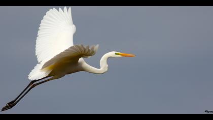 Büyük ak balıkçıl