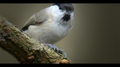 Kayın baştankarası