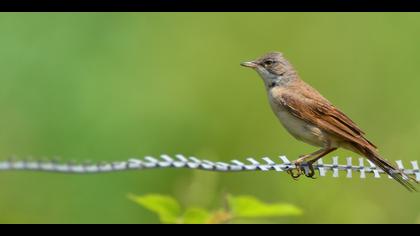Akgerdanlı ötleğen