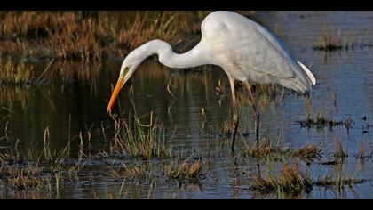Büyük ak balıkçıl