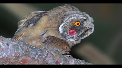 Kulaklı orman baykuşu