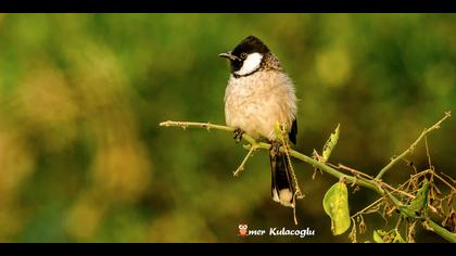 Akyanaklı arapbülbülü