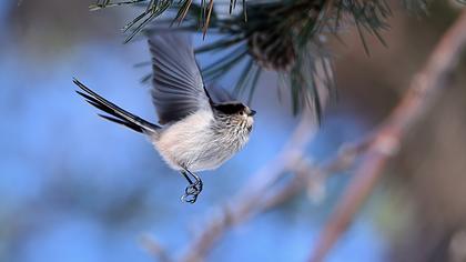 Uzunkuyruklu baştankara