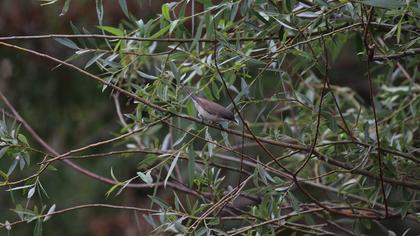 Küçük akgerdanlı ötleğen