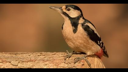 Orman alaca ağaçkakanı
