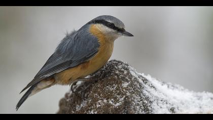 Sıvacı » Eurasian Nuthatch » Sitta europaea