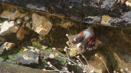 Duvar tırmaşıkkuşu