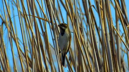 Bataklık Kirazkuşu