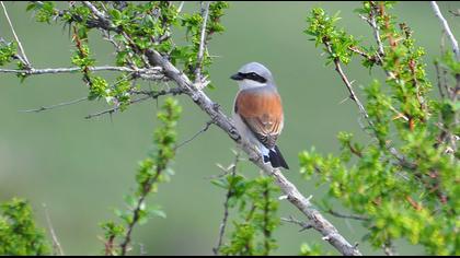 Kızılsırtlı örümcekkuşu