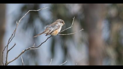 Maskeli örümcekkuşu