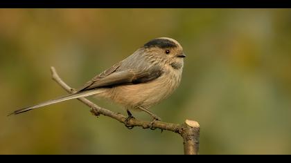 Uzunkuyruklu baştankara