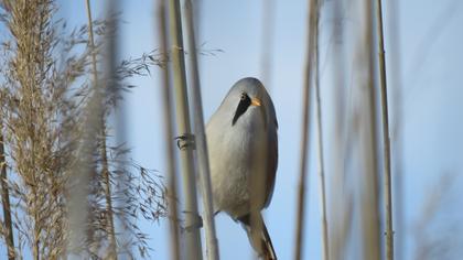 Bıyıklı baştankara