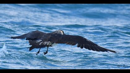 Kütkuyruklu korsanmartı