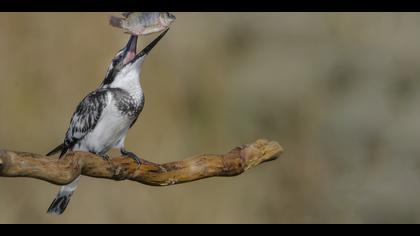 Alaca yalıçapkını
