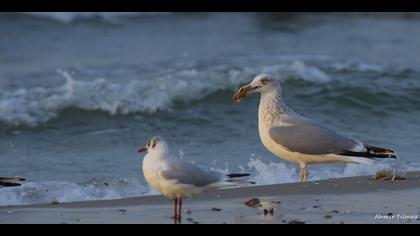 Kuzey gümüş martı