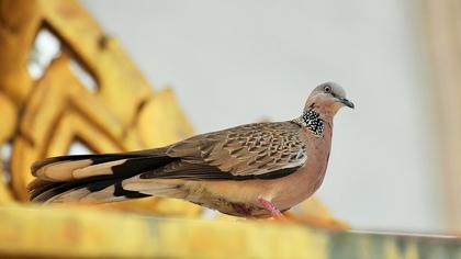 Büyük üveyik eskisi