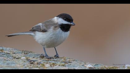 Akyanaklı baştankara