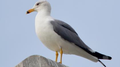 Van gölü martısı