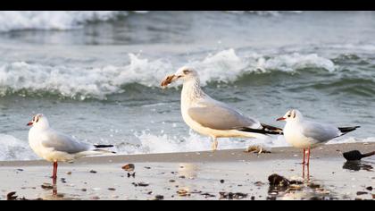 Kuzey gümüş martı
