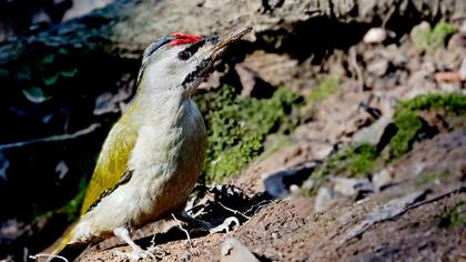 Küçük yeşil ağaçkakan