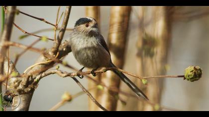 Uzunkuyruklu baştankara