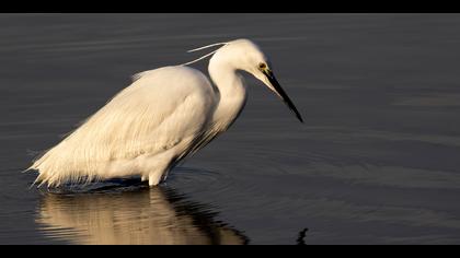 Küçük ak balıkçıl