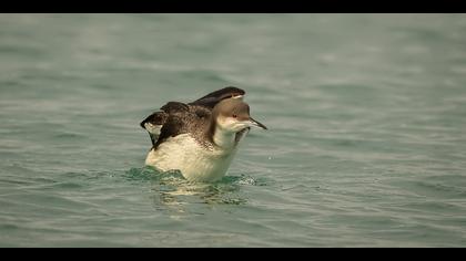 Karagerdanlı dalgıç