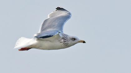 Kuzey gümüş martı