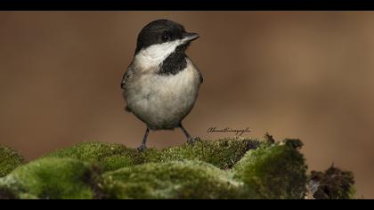 Akyanaklı baştankara