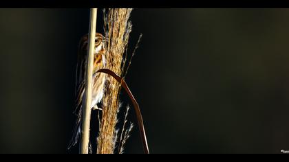 Bataklık Kirazkuşu