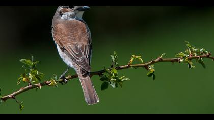 Kızılsırtlı örümcekkuşu