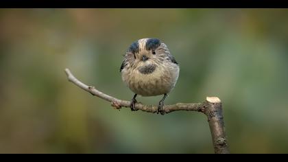 Uzunkuyruklu baştankara