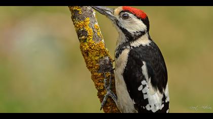 Orman alaca ağaçkakanı