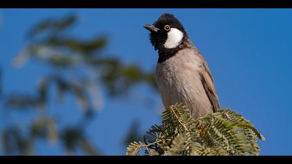 Akyanaklı arapbülbülü
