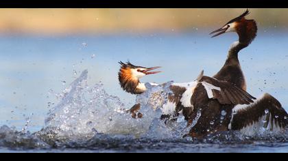 Bahri » Great Crested Grebe » Podiceps cristatus