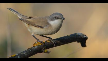 Küçük akgerdanlı ötleğen