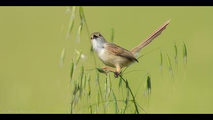 Dikkuyruklu ötleğen » Delicate prinia » Prinia lepida