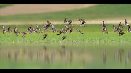 Küçük kumkuşu » Little Stint » Calidris minuta