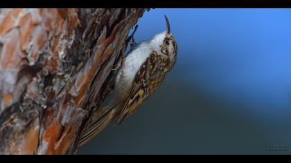 Orman tırmaşıkkuşu