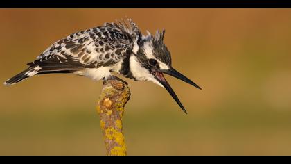 Alaca yalıçapkını