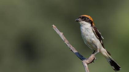 Kızılbaşlı örümcekkuşu