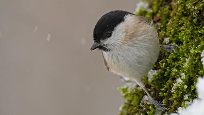 Kayın baştankarası