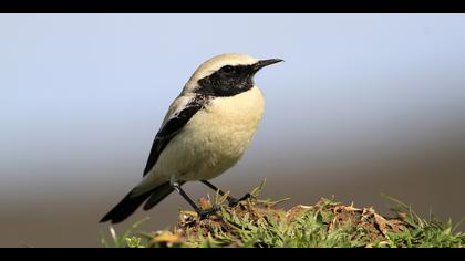 Çöl kuyrukkakanı » Desert Wheatear » Oenanthe deserti