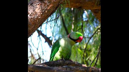 İskender papağanı
