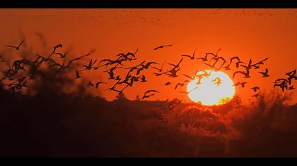 Gümüş martı » Yellow-legged Gull » Larus michahellis