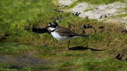 Halkalı küçük cılıbıt