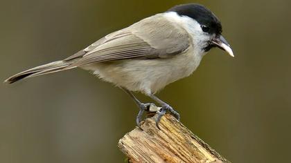 Kayın baştankarası