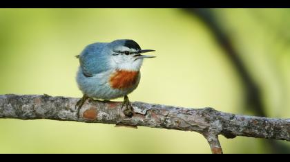 Anadolu sıvacısı » Krüper`s Nuthatch » Sitta krueperi