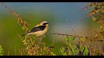 Karakulaklı kuyrukkakan
